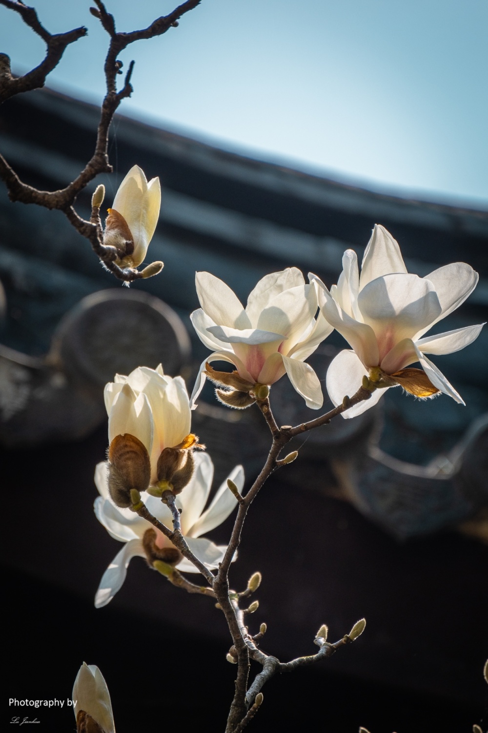 无锡蠡园白玉兰_腾讯新闻