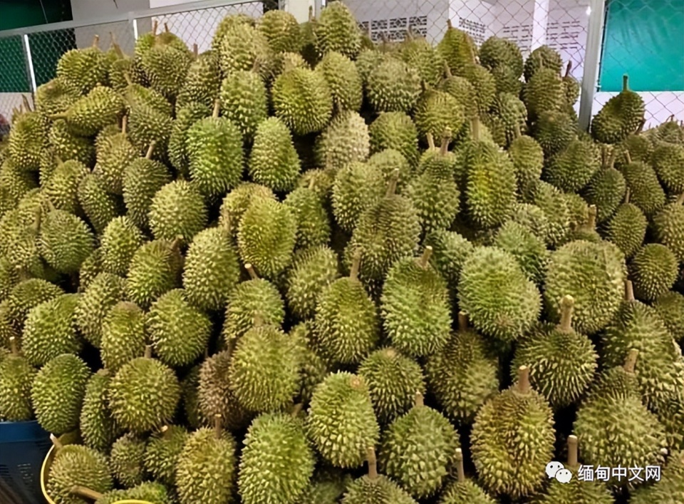 缅甸土瓦地区榴莲收购价飙升一颗榴莲最高售价达10万缅币