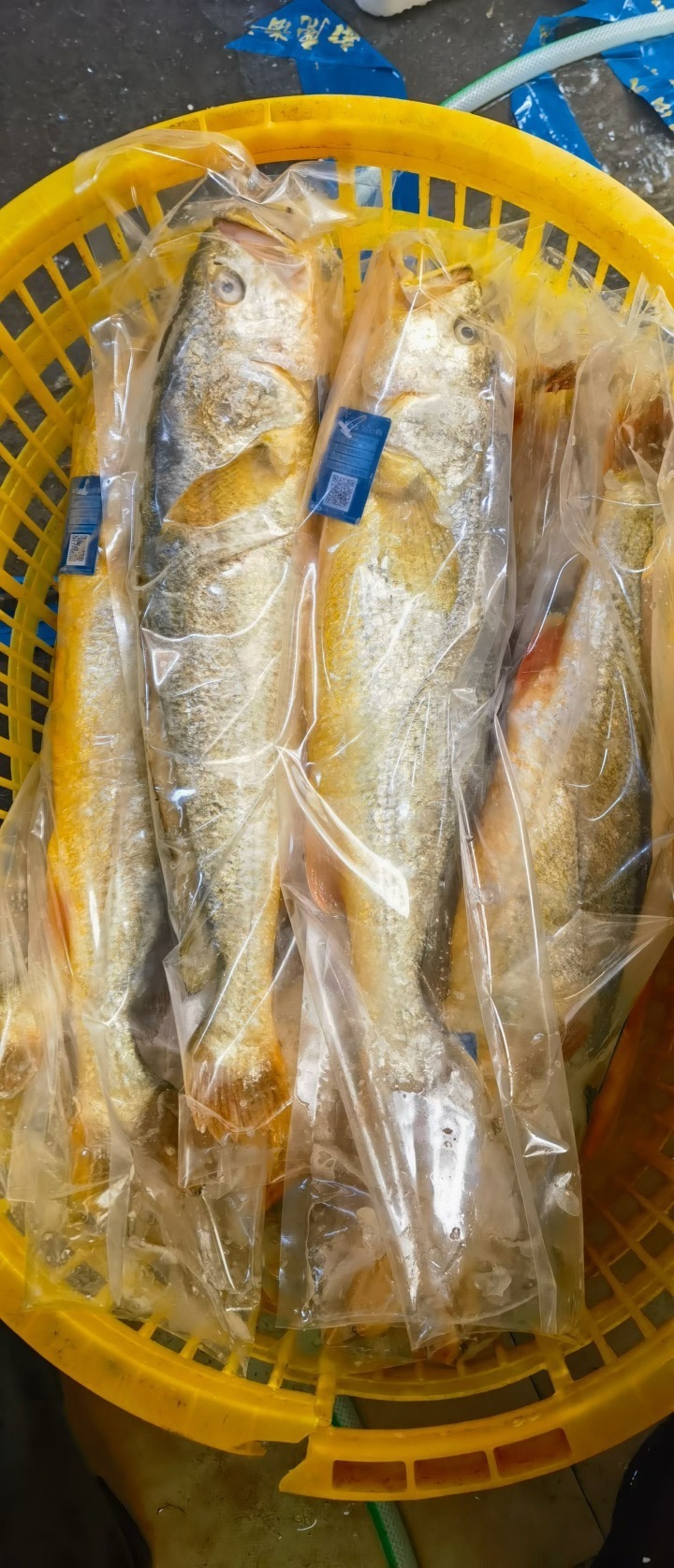连夜焖鱼,打包,发货,南麂大黄鱼,"游"到越来越多人的餐桌