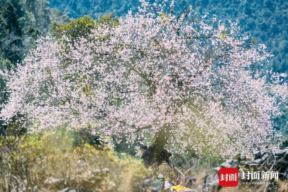 图集|凉山冕宁春日秘境:两株百年古桃树绝美绽放_腾讯新闻
