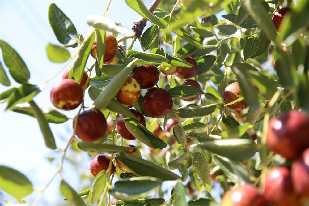 不是南方省!廉价的草莓西瓜苹果吃到饱_腾讯新闻