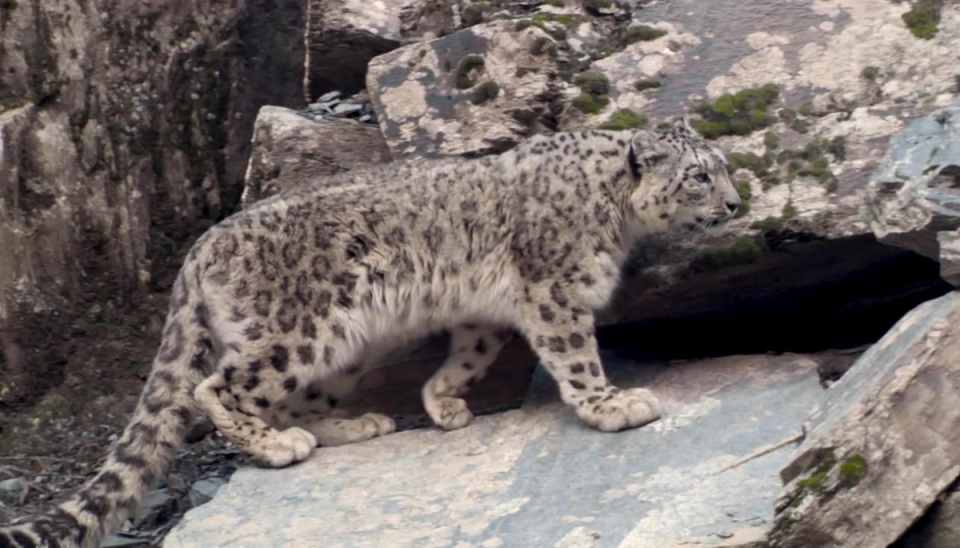 新疆一牧民捕杀了雪豹,剥皮吃肉后,还把尾巴做成腰带,后果多严重?