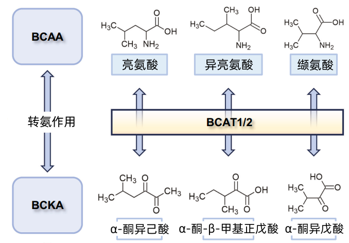 氨基酸合成图片