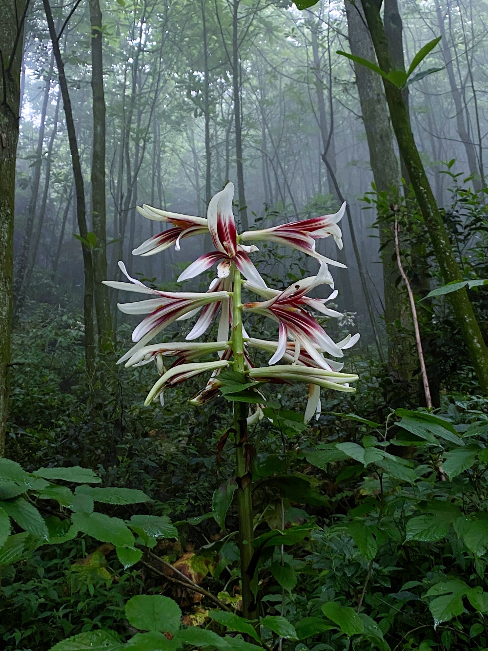 探寻青城山中的野百合,它的魅力与道家内修有何联系?
