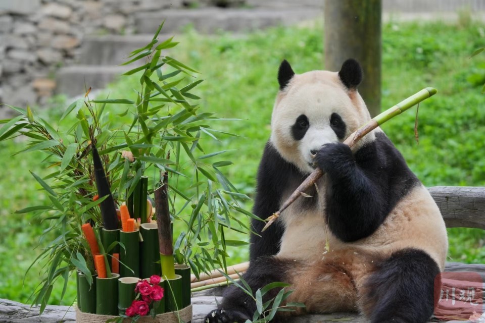 6月12日上午,大熊猫"福宝"在中国大熊猫保护研究中心卧龙神树坪基地