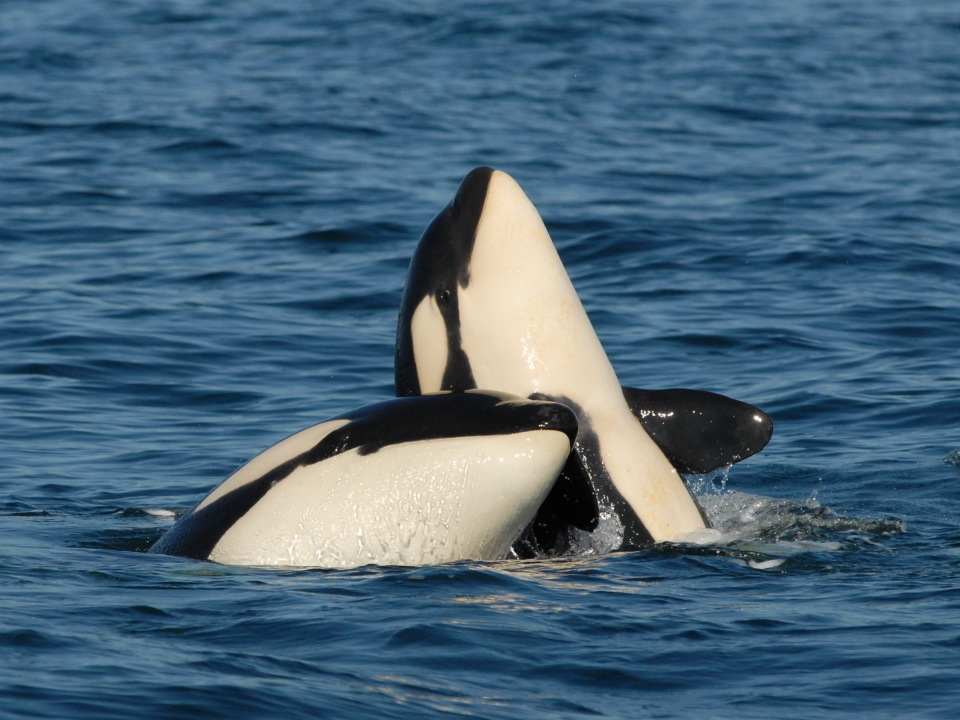 珠海虎鲸宝宝满月,啃老到30岁的妈宝男虎鲸,如何败家危及种群