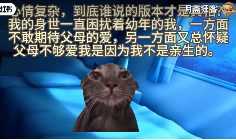 猫meme何以风靡互联网？_腾讯新闻