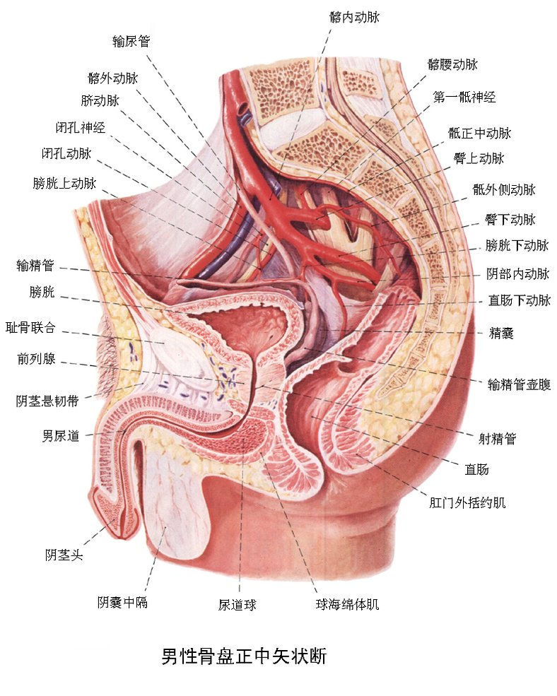 oddis括约肌在哪里图片