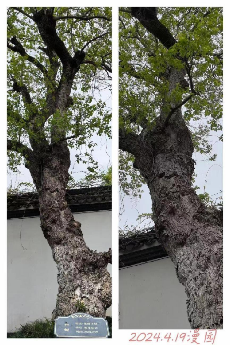 铜陵漫园位于被住建部评为全国首批宜居村庄的安徽铜陵义安区西联镇犁