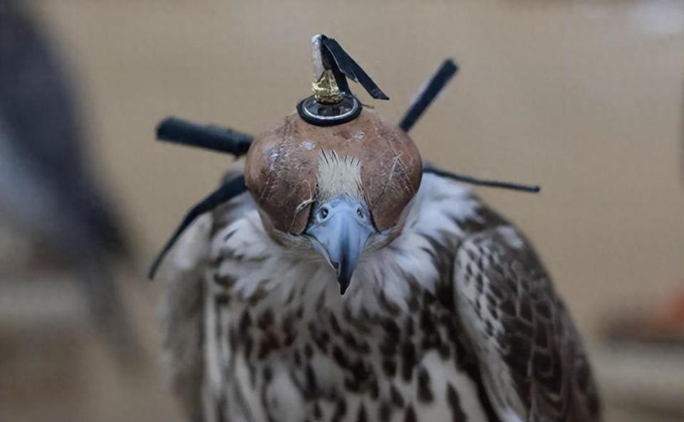 熬鹰有多难受？人和鹰几天几夜都不合眼，只是为了让鹰听话_腾讯新闻