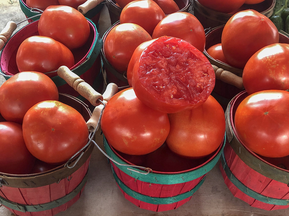 2026年番茄耐储特性怎么样？育种及采收制度影响大