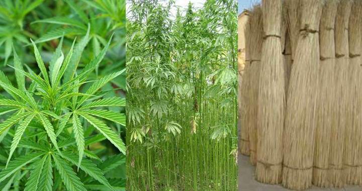 晚潮|夏日,麻之往事