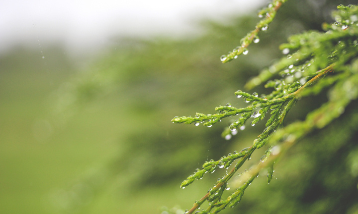 晚潮春雨如酥