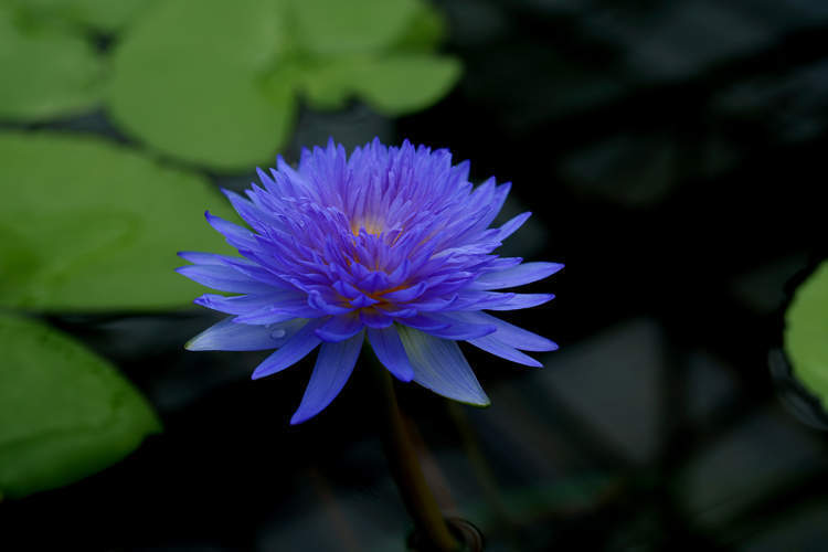 莫奈的睡莲世界本周末起再现!