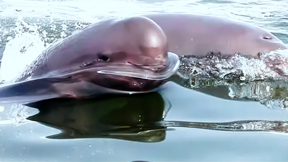 南京尾部受伤江豚被成功救治,幼崽水下吃奶舌头变吸管_腾讯新闻