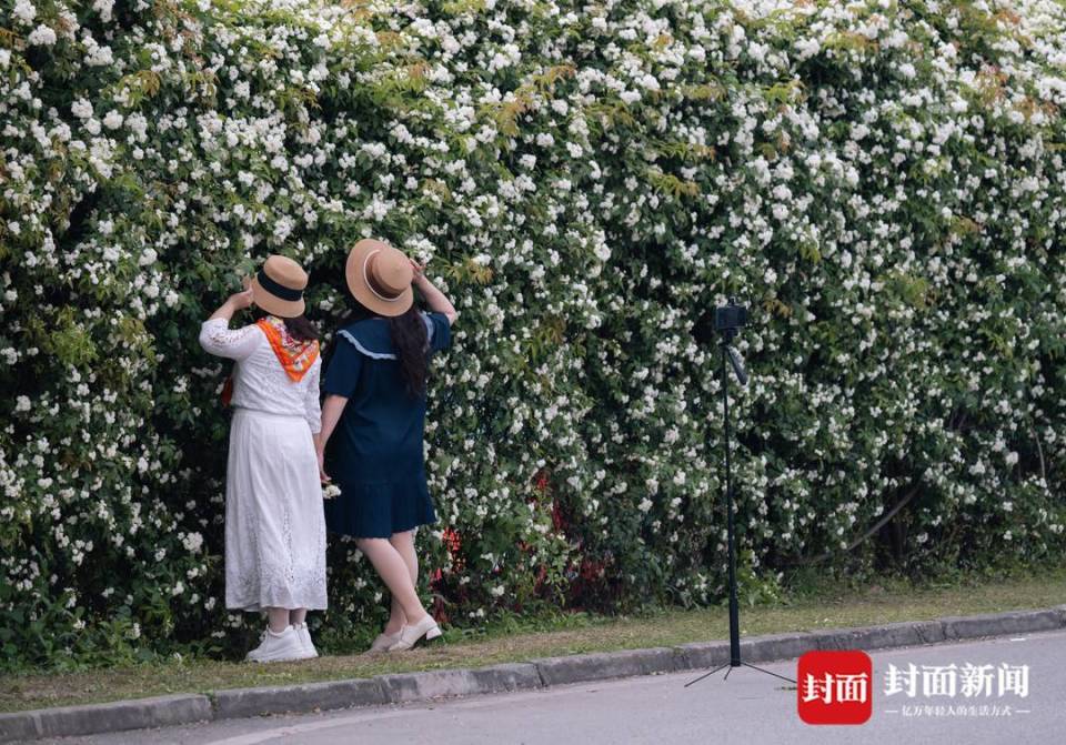 图集丨转角的浪漫 成都街头七里香盛开_腾讯新闻