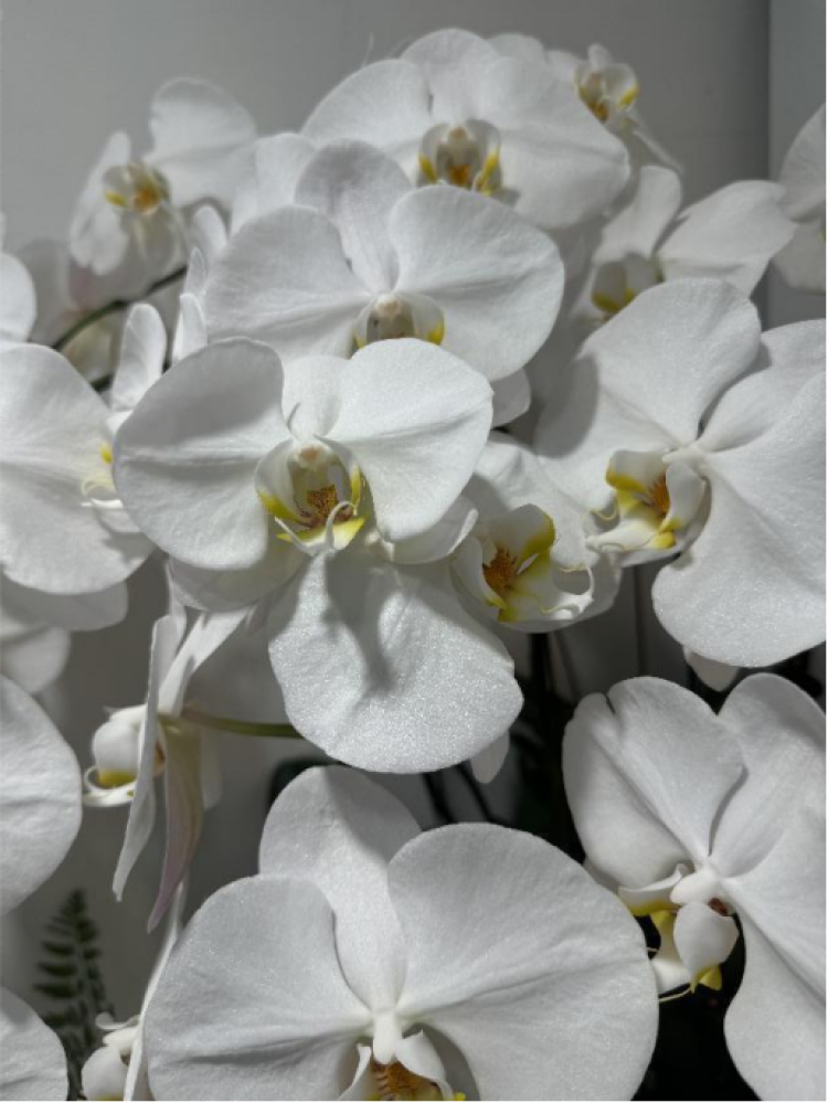 蝴蝶兰"花中皇后"