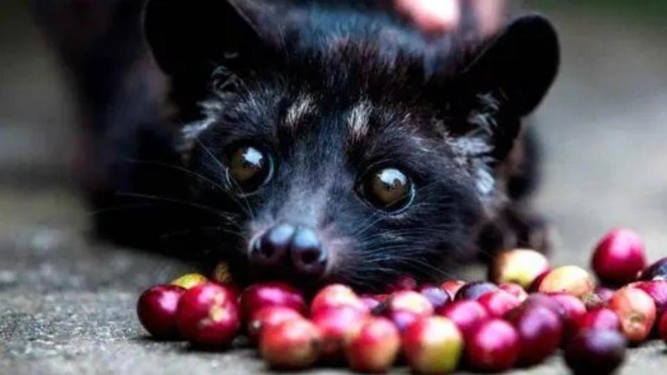 给它当"铲屎官"简直就像捡黄金,海南昌江首次记录到椰子狸活动_腾讯