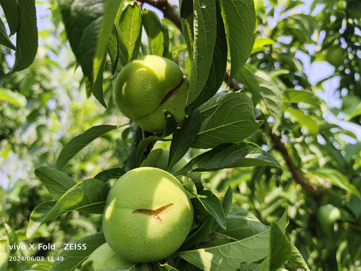 檇李,咋念?穿越千年而来的名果,为何鲜为人知