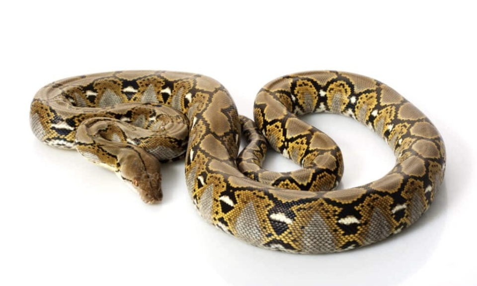 641