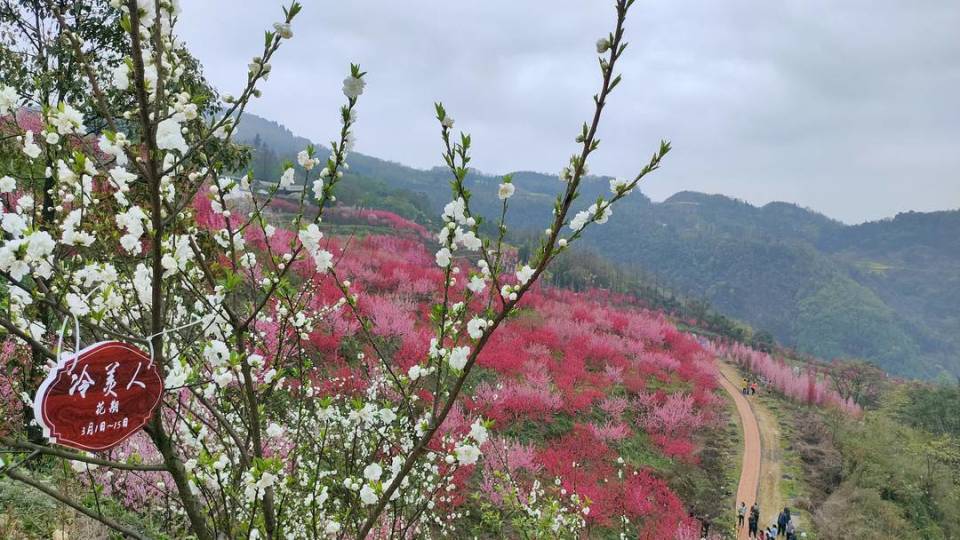 乐山沙湾樱花基地图片