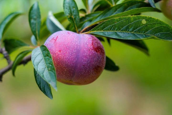 檇李,咋念?穿越千年而来的名果,为何鲜为人知