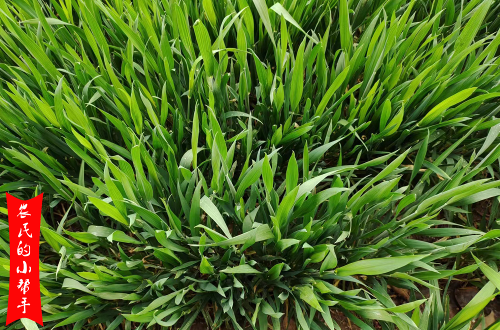 小麦田没病没虫打药就是浪费钱2个答案2种结果别误解了