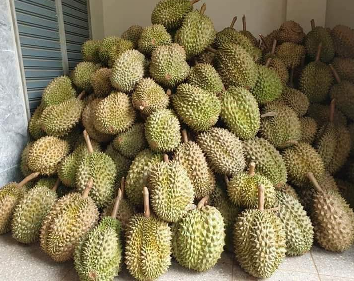 一小时吃完500个缅甸筹办榴莲自助餐节负责人遭不住