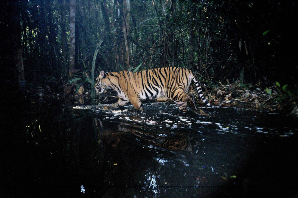 消失了41年的爪哇虎神秘重生,我国森林里还可能有华南虎吗?
