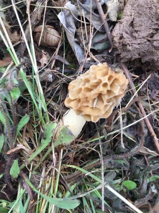 你听说过"生肖蘑菇"吗?点击了解食用菌的中国故事