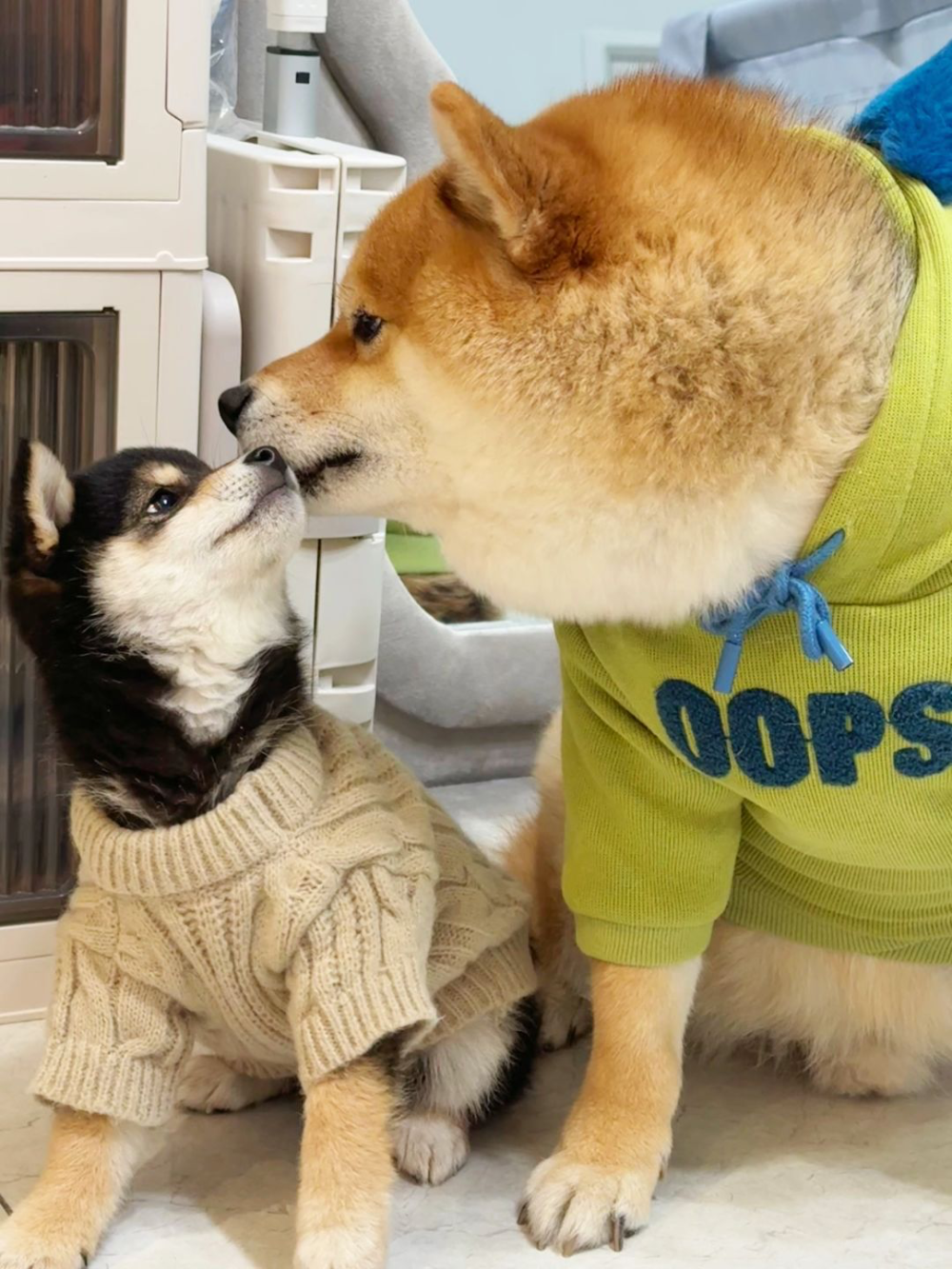 同时养了普通柴犬和豆柴，我才知道差别这么大-腾讯新闻