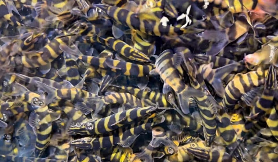 重庆男子展示一盆玄鱼古代传说中的神鱼据说能卖800一斤