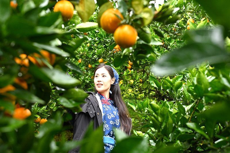 重庆忠县柑橘成熟采摘忙