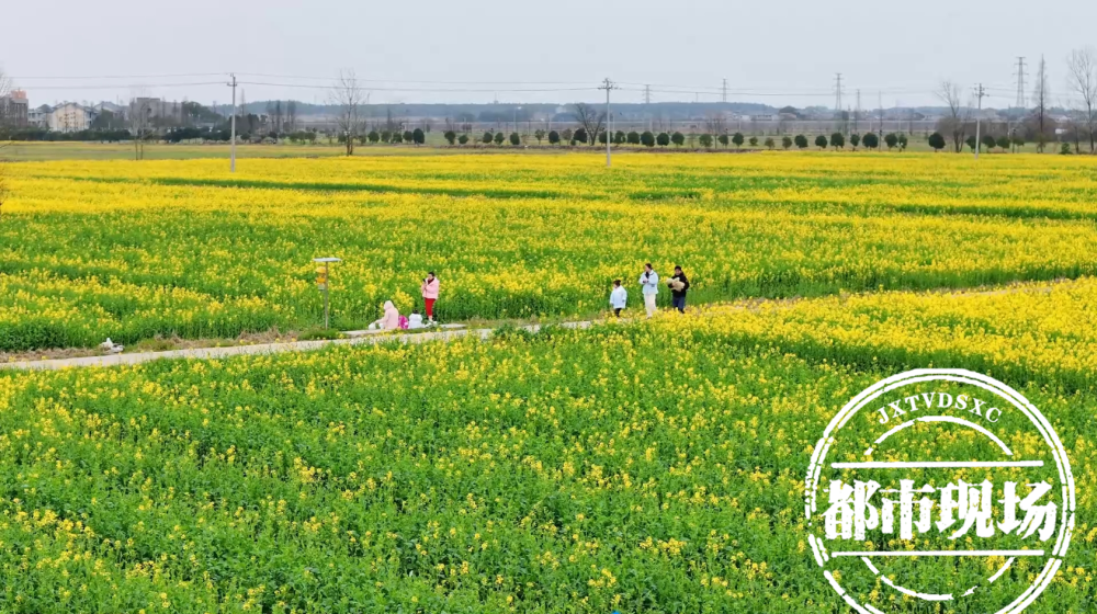 有美景更有幸福鹰潭余江千亩油菜花盛开靓眼又增收