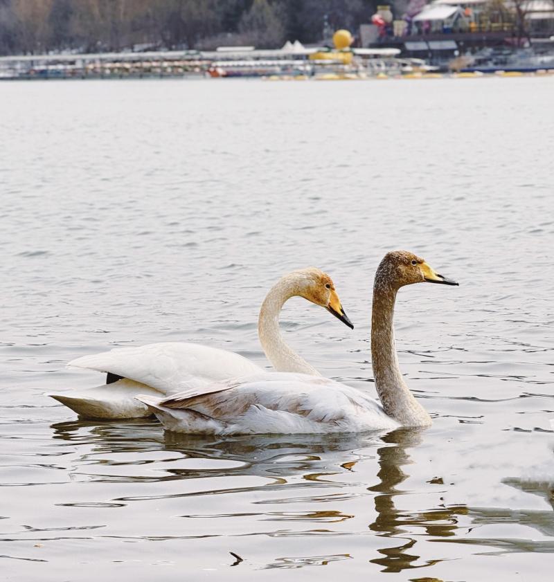 奥森公园迎来七只野生大天鹅