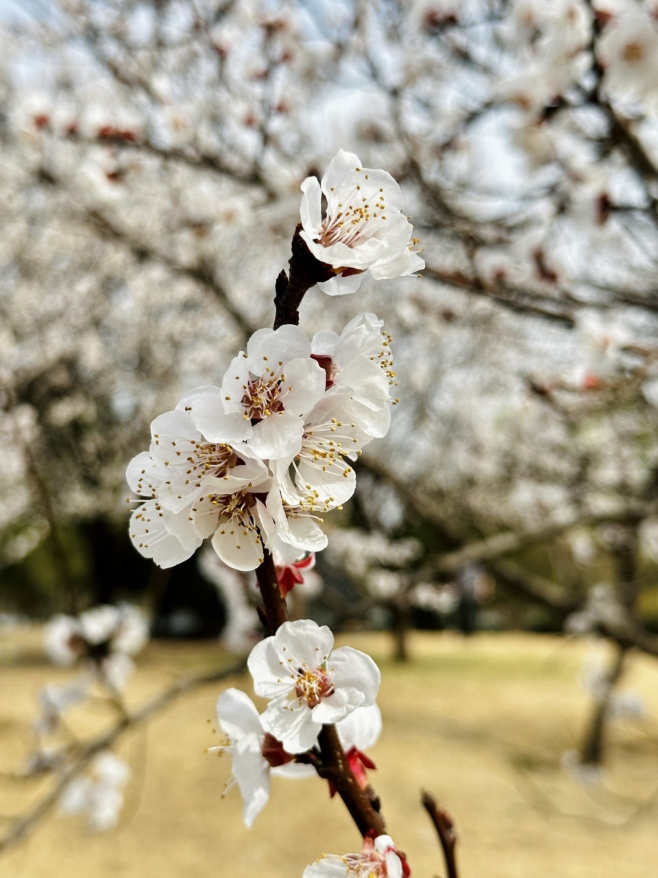 博览视频杏花绽放春不负