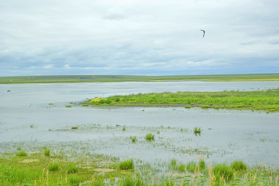 行摄大草原辉河湿地