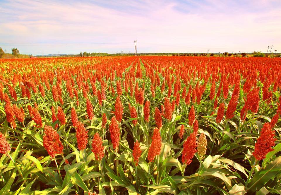 邹城市老年体协广场舞专委会组织的健身舞龙队,在金钢山高粱种植基地