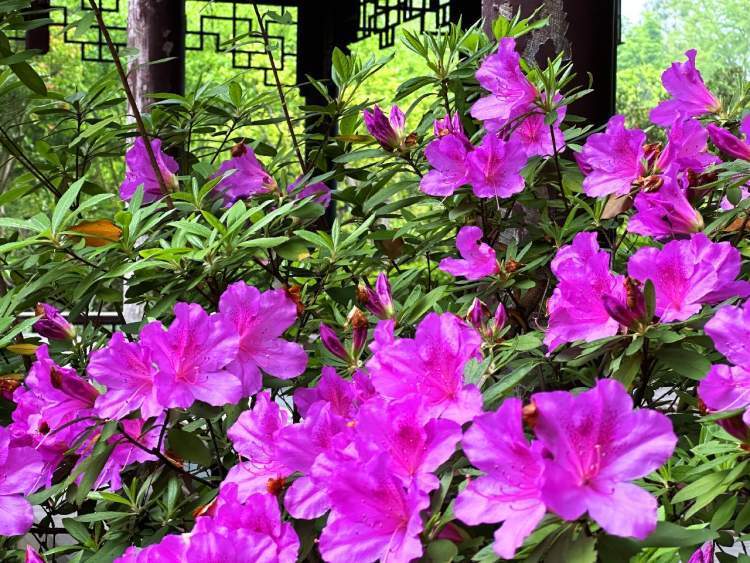 杜鹃花轰轰烈烈地开放起来了_腾讯新闻