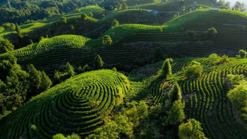 "喊山开茶"第八年 四川大竹白茶瞄准50亿元产值新目标_腾讯新闻