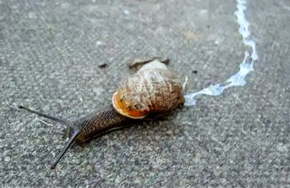 携带多种病菌非洲大蜗牛频现海口,雌雄同体繁殖力惊人,家里发现咋办