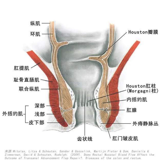 当干便,稀便或气体充满直肠后,可以引起内括约肌松弛