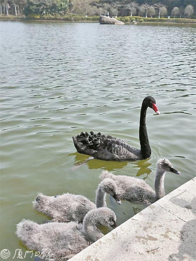厦门黑天鹅进入繁育期,这份观赏地图请收好→_腾讯新闻