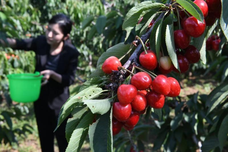 近200家樱桃园开启采摘季