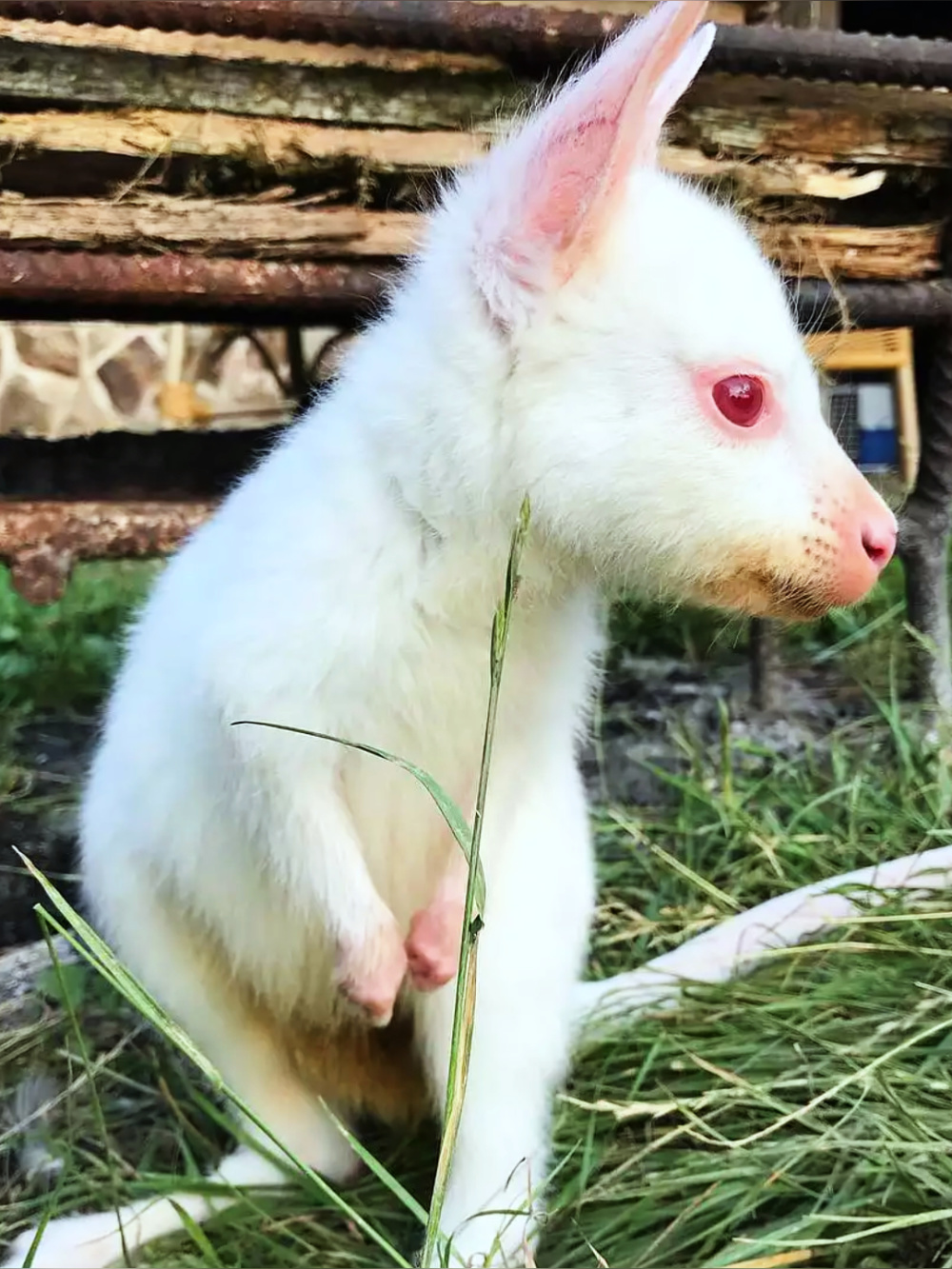 甘肃庆阳首次发现白色雕鸮,是白化动物吗?