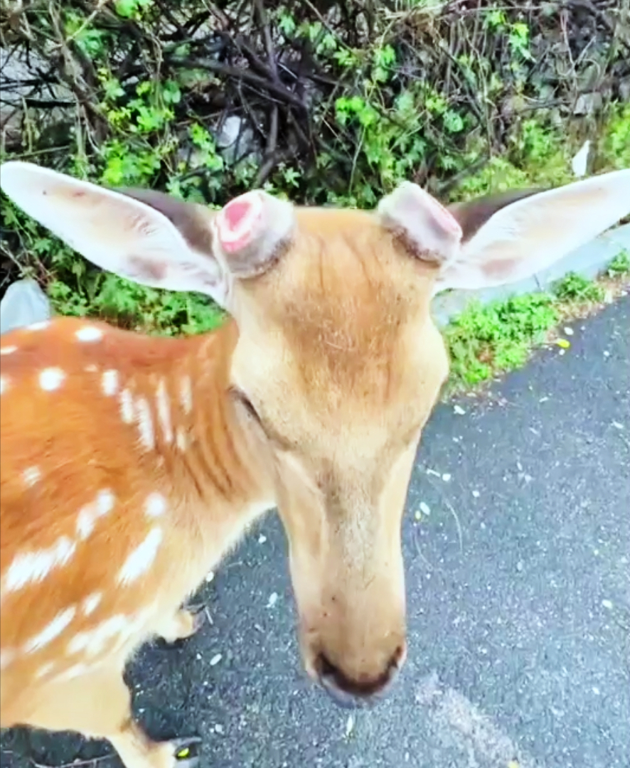 大连一野生梅花鹿鹿角疑似被盗割,警方介入调查,为何会被盗割?