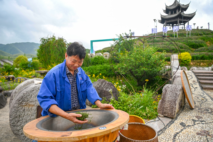 浙东高山茶飘香!宁波宁海千人共品茶香观茶景赏茶艺
