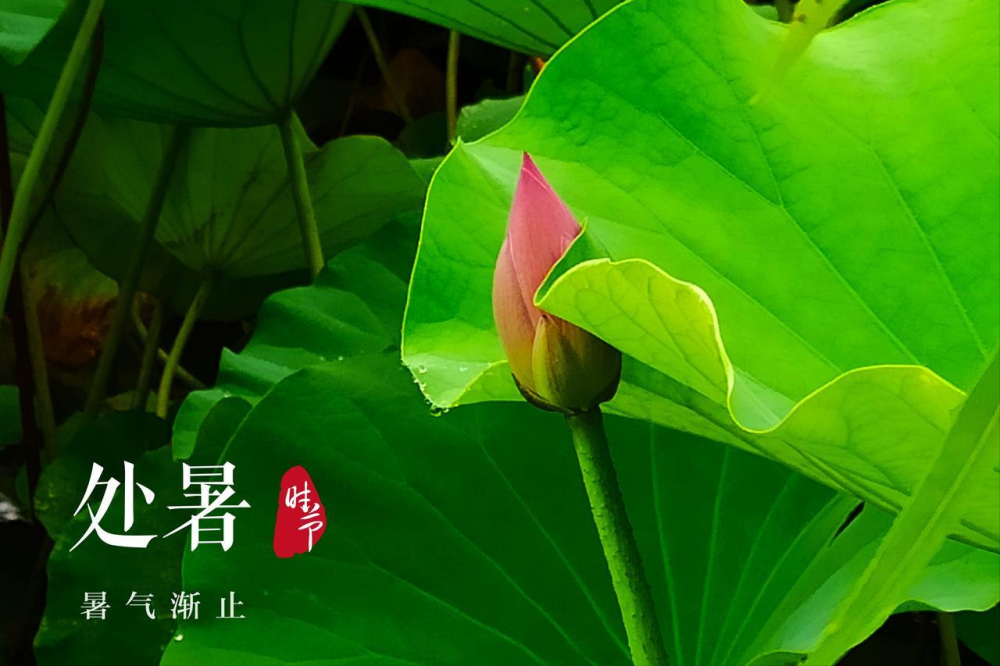 今年处暑不一般，60年不遇，有1个坏消息，3个好消息，分别指啥？早了解早准备_腾讯新闻