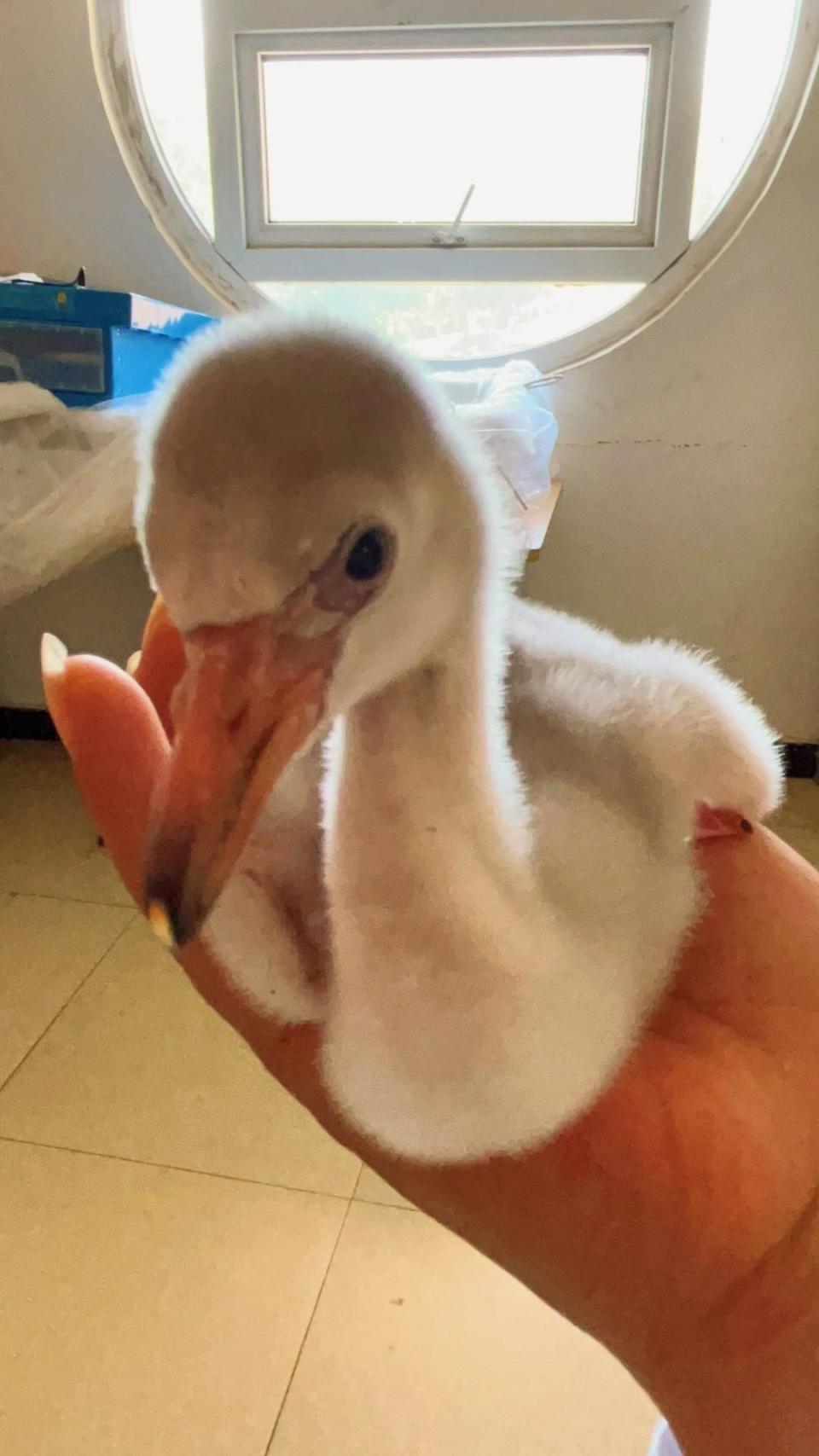 人工繁育的小火烈鸟在武汉出生啦