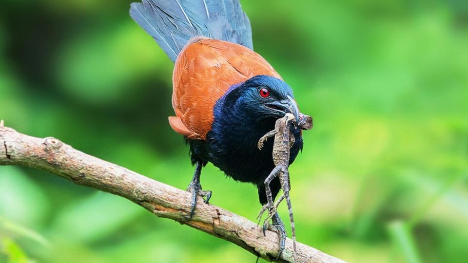 佛山一工厂天降神似走地鸡大鸟叫声很魔性幼鸟胃口大到能吞蛇